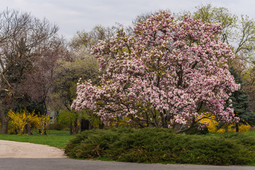 Fototapeta premium A Beautiful Magnolia Tree on a Cloudy Spring Day