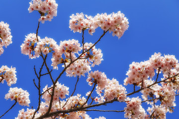 Cherry blossom close up, blue sky background.