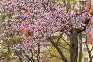 Obraz premium Beautiful Pink Tree Flowers on an Overcast Spring Day