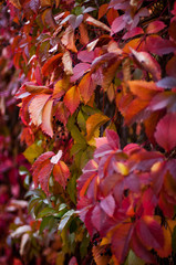 autumn forest in all its glory, it is so beautiful in the sunset