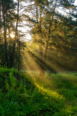 Obraz premium Nature foliage background, sunlight breaking through foliage