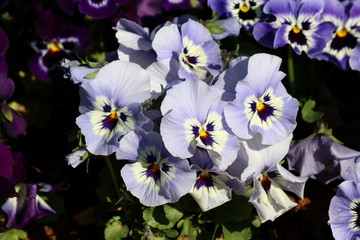 Light blue with white and yellow center Wild pansy or Viola tricolor or Johnny jump up or...