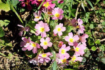 Light pink Primrose or Primula vulgaris or Common primrose or English primrose small flowers with yellow center and thick dark green leaves surrounded with grass and other plants growing in local gard