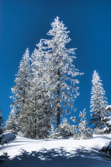 A vertical shot of a few fir trees in a snowy mountain environment under clear blue sky in a bright sunny day