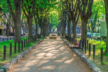 新緑の定禅寺通