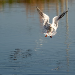 Seagull in a fish pool