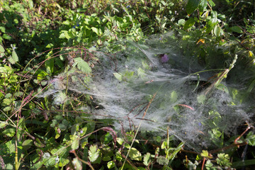 Frosty cobweb on the plants in the winter morning