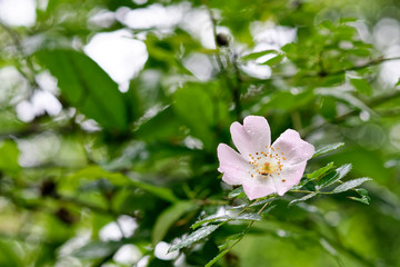 detail of a wild rose