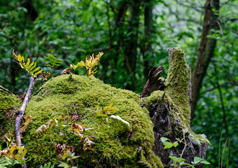 moss on tree