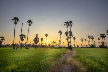Fototapeta na wymiar Landscape of sugar palm trees and rice field on beautiful sky twilight time.