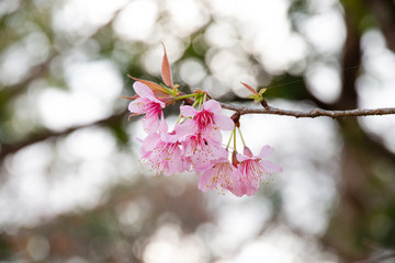 Cherry blossom flowers , sakura flowers on nature background.
