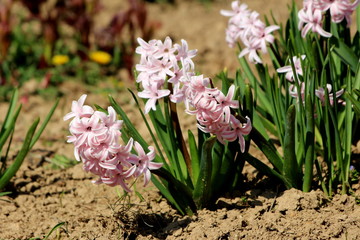 Multiple Hyacinths or Hyacinthus flowering plants full of small fully open blooming pink flowers growing in single spikes or raceme surrounded with long pointy green leaves in local garden on warm sun