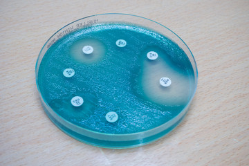 Pseudomonas aeruginosa growth on MHA agar and disc diffusion 