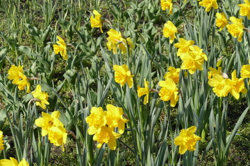 Obraz premium Gelbe Narzissen, Narzissenblüte (Narcissus Pseudonarcissus)