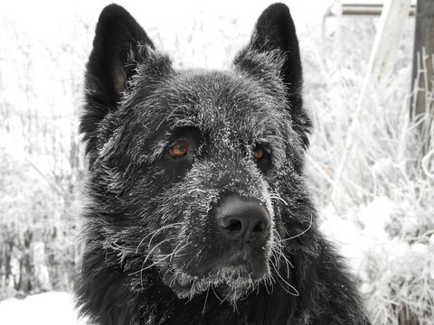 Isig hund