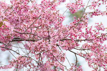 Cherry blossom flowers , sakura flowers on nature background.