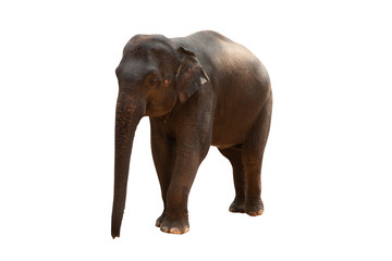 Fototapeta premium elephant isolated on white background - clipping paths.