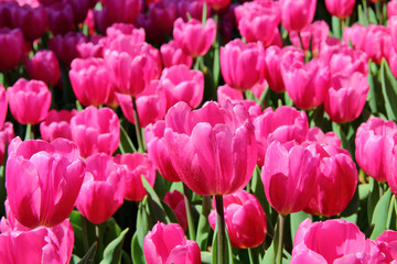 Fototapeta premium Bright spring tulips.