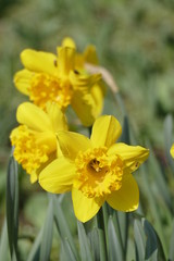 Obraz premium Gelbe Narzissen, Narzissenblüte (Narcissus Pseudonarcissus)