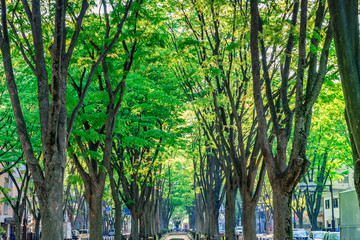新緑の定禅寺通