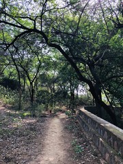 path in the forest