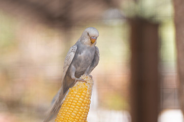 portrait of parakeets on a corn.
