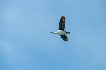 Antarctic shag - Leucocarbo bransfieldensis- in Flight over the Southern Atlantic Ocean