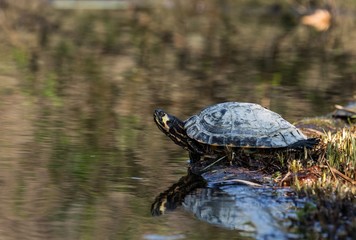 Obraz premium Schmuckschildkröte auf der Luiseninsel im Tiergarten in Berlin 