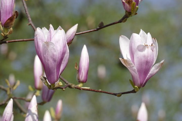 Rosa Magnolienblüten auf  Baumzweigen ,Deutschland