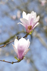 Rosa Magnolienblüten auf  Baumzweigen ,Deutschland