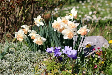 Obraz premium Narcissus or Daffodil or Daffadowndilly or Jonquil perennial herbaceous bulbiferous geophytes flowering plants with white flowers and pink center planted next to Japanese anemone or Anemone hupehensis