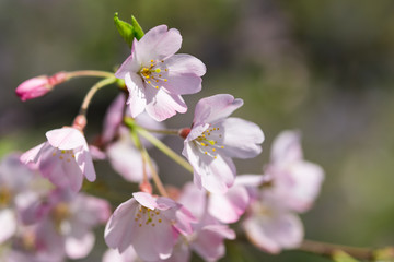 日本の桜の花のイメージ