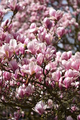 Magnolienblüten (Magnolia)