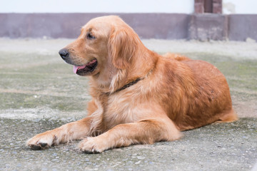 Golden retriever dog