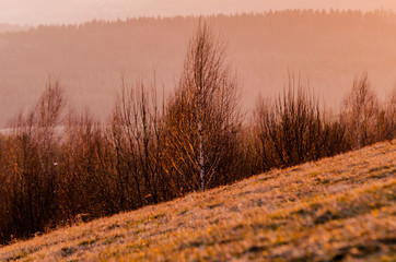 drzewo  © wedrownik52