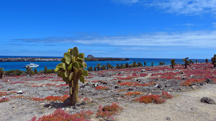Galapagos Plaza Sur with cactus