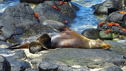 Sea lion breast feeding