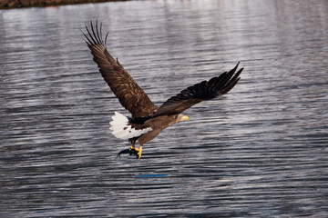 eagle