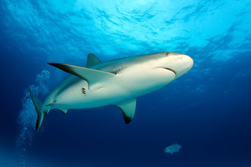 Fototapeta premium Caribbean Reef Shark (Carcharhinus perezi) from Below, against Surface. Tiger Beach, Bahamas