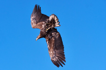 eagle