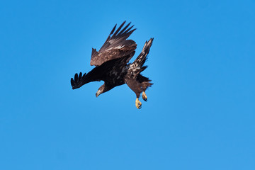 eagle