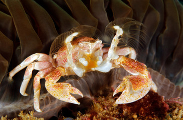 Spotted Porcelain Crab (Neopetrolisthes maculatus) in an Anemone. Tofo, Mozambique