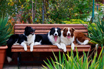Three dogs Border Collie