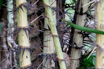 Thorns on the of Salacca wallichiana trees.