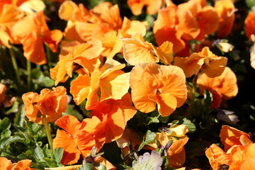 Orange Wild pansy or Viola tricolor or Johnny jump up or Heartsease or Hearts ease or Hearts delight or Tickle my fancy or Jack jump up and kiss me or Come and cuddle me or Three faces in a hood or Lo