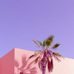 Tropical pink vibes. Vanilla Palm Canary island