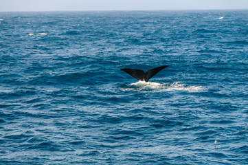 Tail fin of a diving southern right whale.