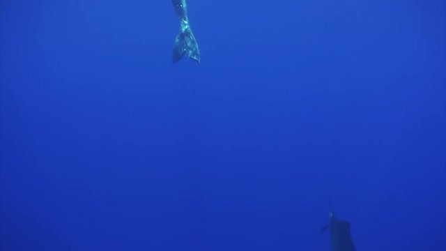 Blue Marlin fish (Fish sailboa ) near freediver mermaid underwater blue sea. Unique rarest phenomenal video about girl with dangerous and fastest swordfish on blue background.