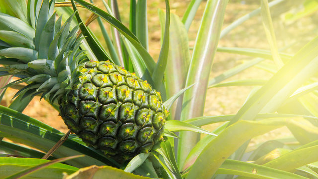 Pine apple growing in field - Tropical fruits agriculture.