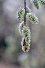 Frühjahr
